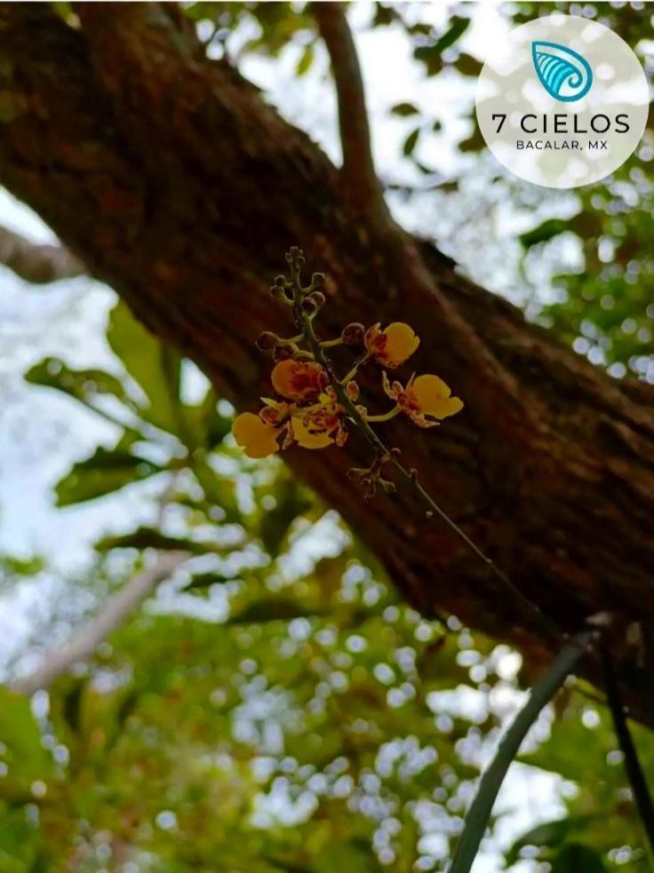 7 Cielos Bacalar. Ngoại thất bức ảnh